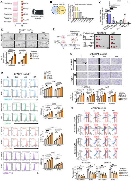 PolyU develops novel antibody targeting fat cell protein, offering new approach to treating metabolism-related liver cancer