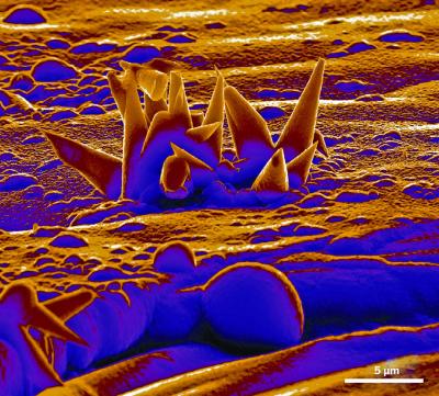 Electron Microscope