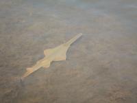 Juvenile Smalltooth Sawfish