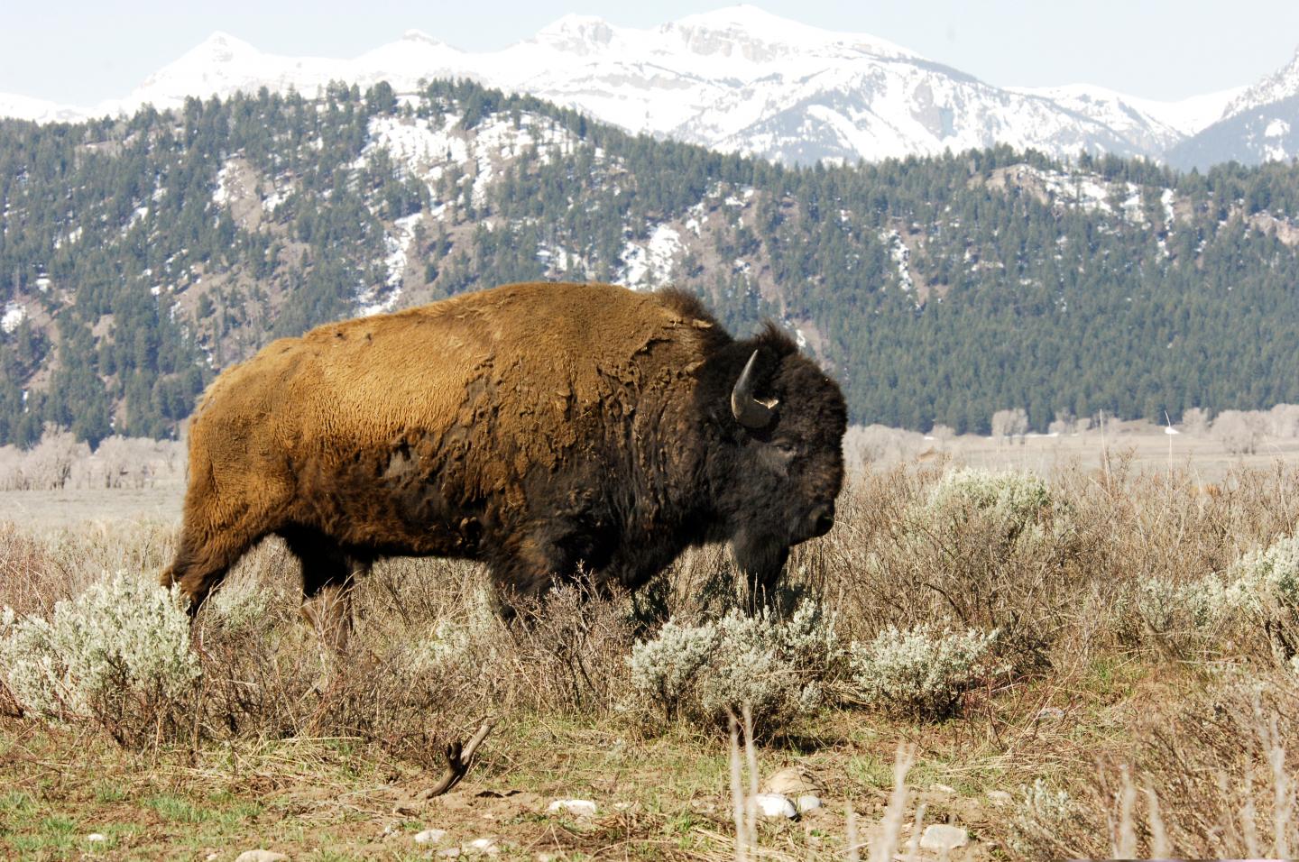 Bison