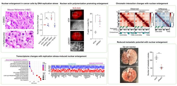 KAIST, Cancer Cell Nuclear Hypertrophy May Suppress Spread​