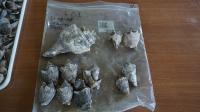 conch varieties archeo collection.jpg