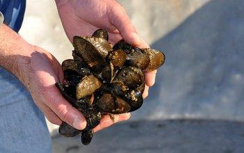 Mediterranean Mussels at the Penn Cove Shellfish Farm
