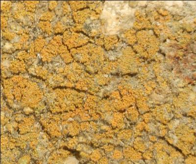 <i>Caloplaca obamae</i> (1 of 2)