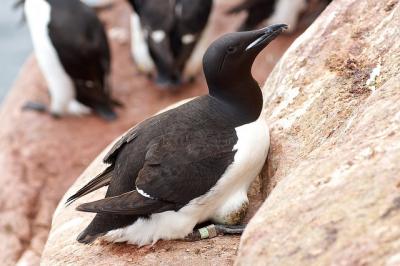 Thick-billed Murres