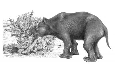 Australia's Megafaunal Extinction -- Cause and Effect (1 of 2)