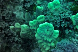 Algae measured in the study