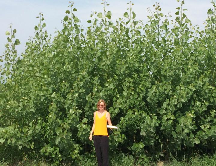 Grant to Develop Drought-Tolerant Poplars for Bioenergy (2 of 2)