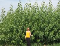 Grant to Develop Drought-Tolerant Poplars for Bioenergy (2 of 2)