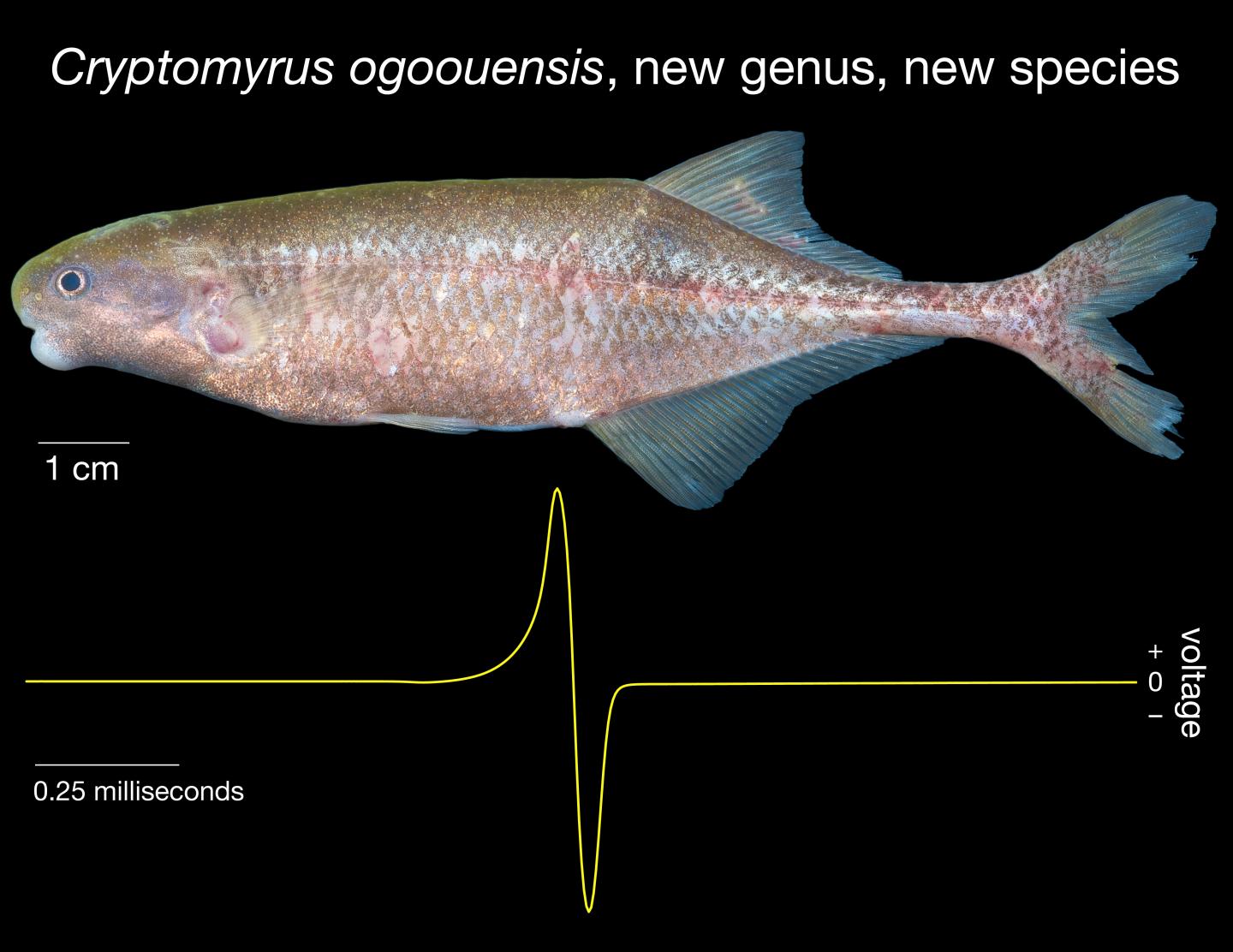 <em>Cryptomyrus ogoouensis</em>