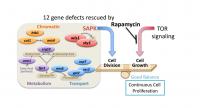 Rapamycin Diagram