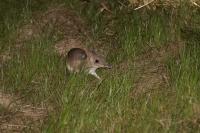 Eastern Barred Bandicoot