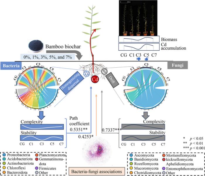 Regulatory mechanism of bamboo biochar dosage on cadmium accumulation in Salix psammophila: insights from rhizosphere microbial communities, assembly processes, and interactions