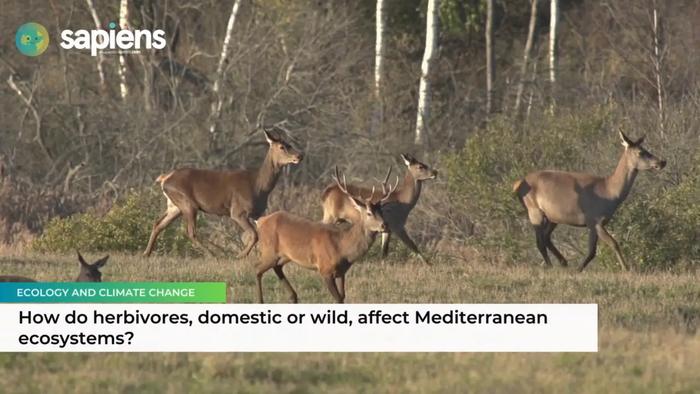 Wild and Domestic Ungulates: Key to Mediterranean Ecosystem Sustainability