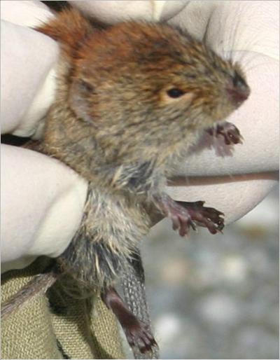 The Vole Stays in the Picture