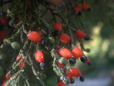 <i>Dacrycarpus dacrydioides</i>