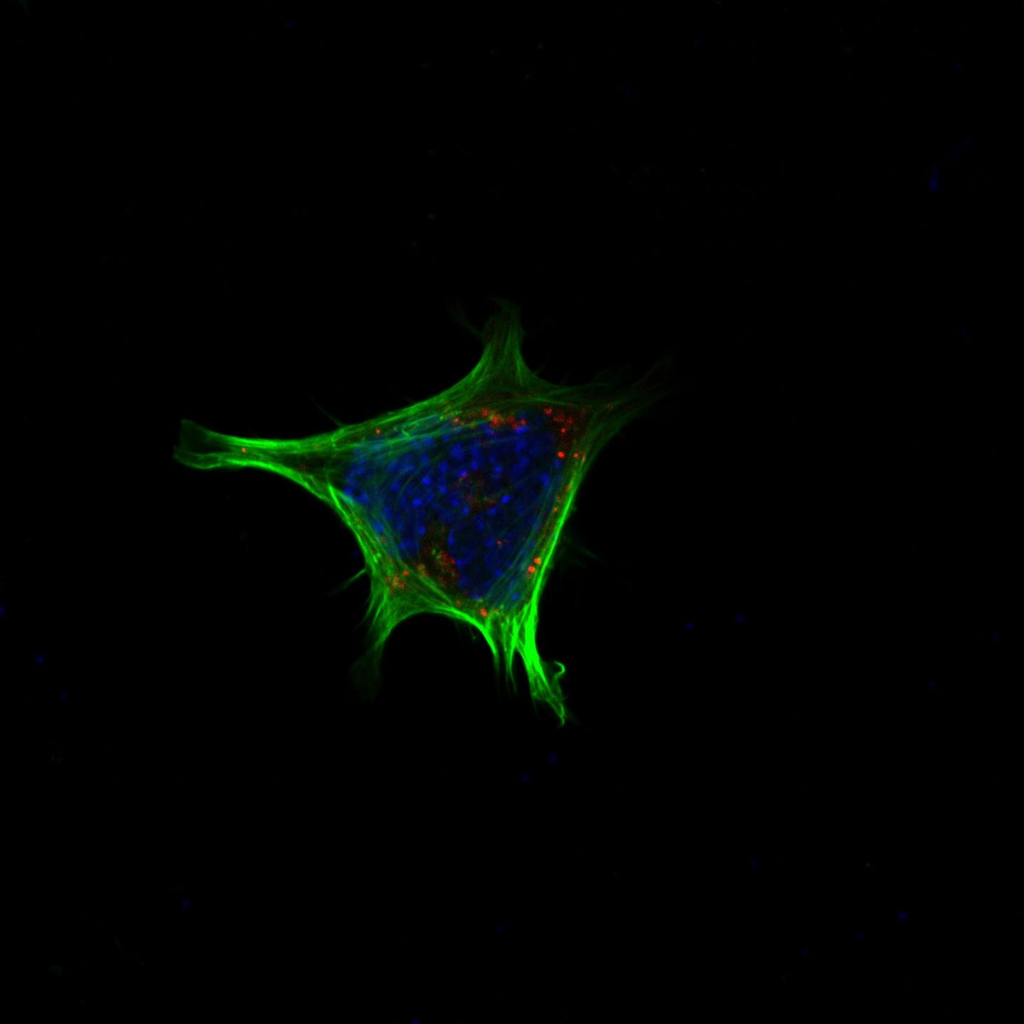 Neuronal cell line