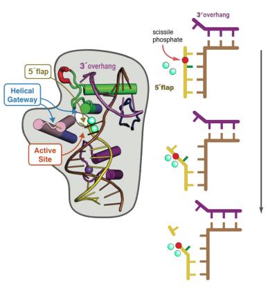Diagram of FEN1 and Active Site