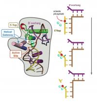 Diagram of FEN1 and Active Site