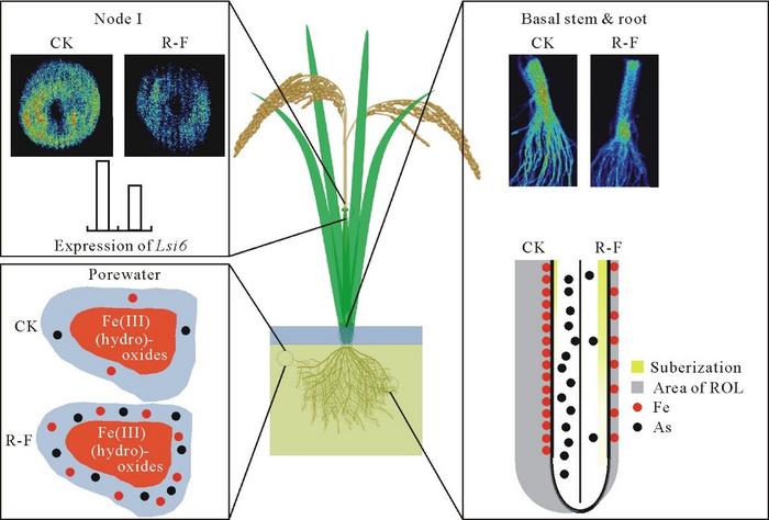 Schematic diagram showing the mechanisms for mitigation of inorganic As accumulation in rice grains by rhizosphere processes and in-vivo transport with synergistic application of Si.