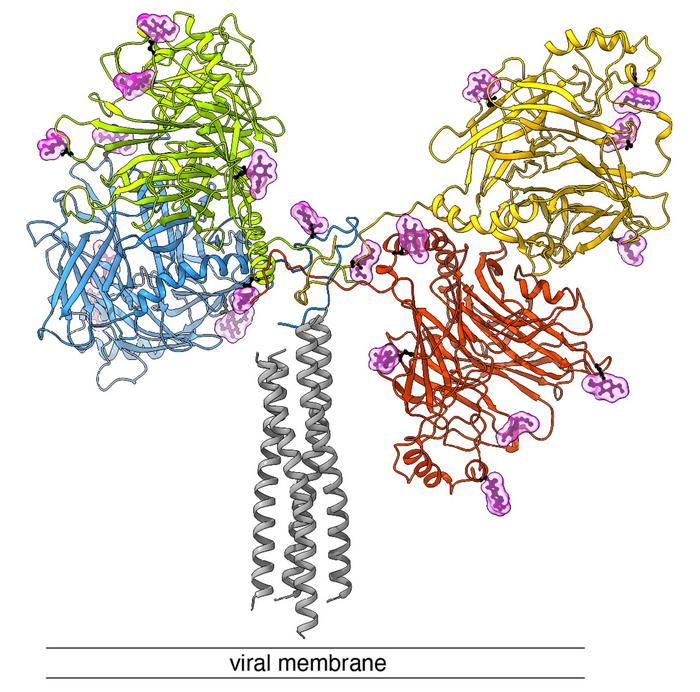 Side view of the "docking protein" of the canine distemper virus. Colored in red, blue, yellow and green are the large four heads and the connecting neck domain of the viral protein. The stalk is colored in gray. The H protein is anchored in the viral membrane. In light pink, sugar molecules are displayed, which help the virus to camouflage from the immune system.