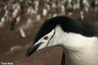 Chinstrap Penguin