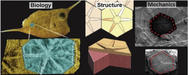 Boxfish Scutes