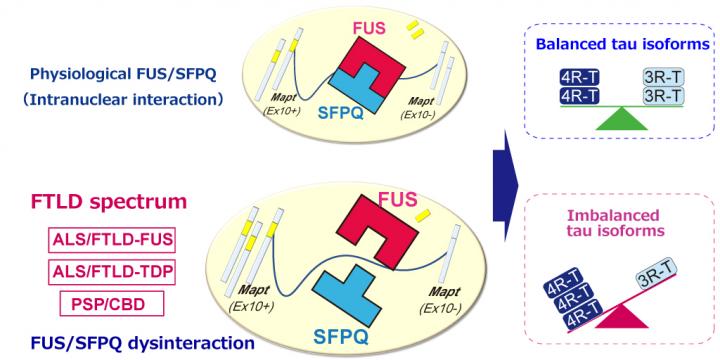 Proposed Pathway Underlying the Neurodegeneration Process in FTLF Spectrum Diseases