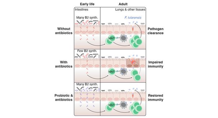 Study reveals high stakes of early immune development—and a potential probiotic fix