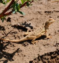 <i>Phrynocephalus vlangalii</i>