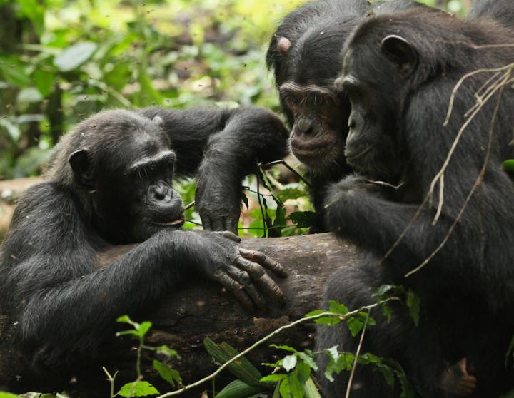 Wild Chimps Eating Honey