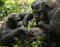Wild Chimps Eating Honey