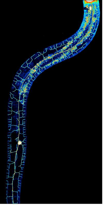 Pruning Neuronal Trees (1 of 6)