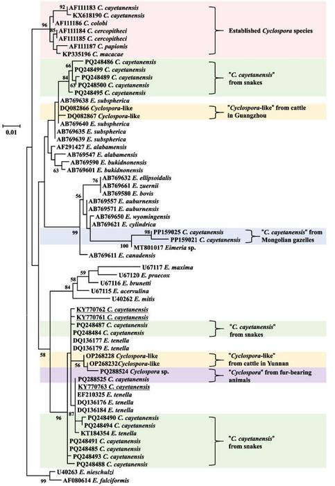 Phylogenetic relationship of the SSU rRNA sequences from "Cyclospora" spp. in several published studies discussed in this report and from