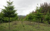Trees