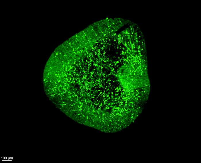Midbrain dopaminergic neurons under a microscope