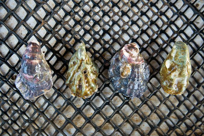 Oysters