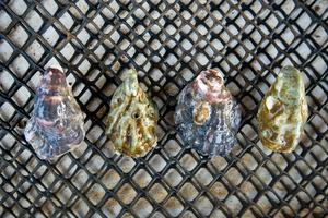 Oysters