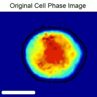 Cellular Stiffness