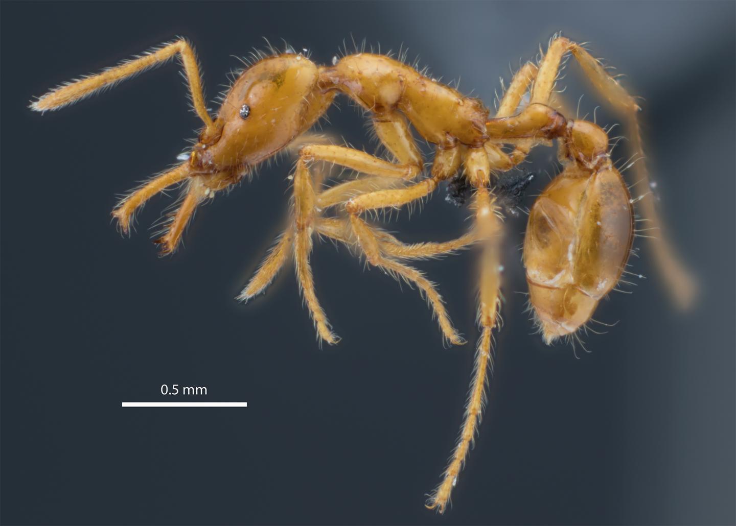 A side view of Strumigenys ayersthey