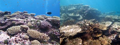 Coral Reefs