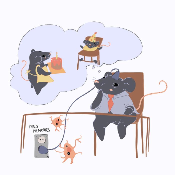 Forgetting in infants can be prevented in mice by blocking their brain’s immune cells