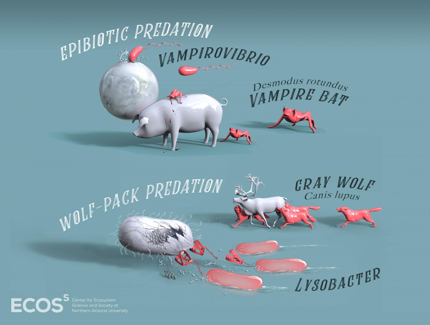 Predatory bacteria share strategies with macro predators