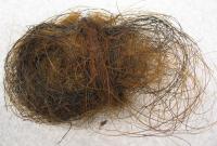 Woolly-Mammoth Gene Study Changes Extinction Theory (3 of 3)