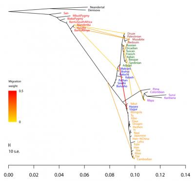 TreeMix Human Data Output