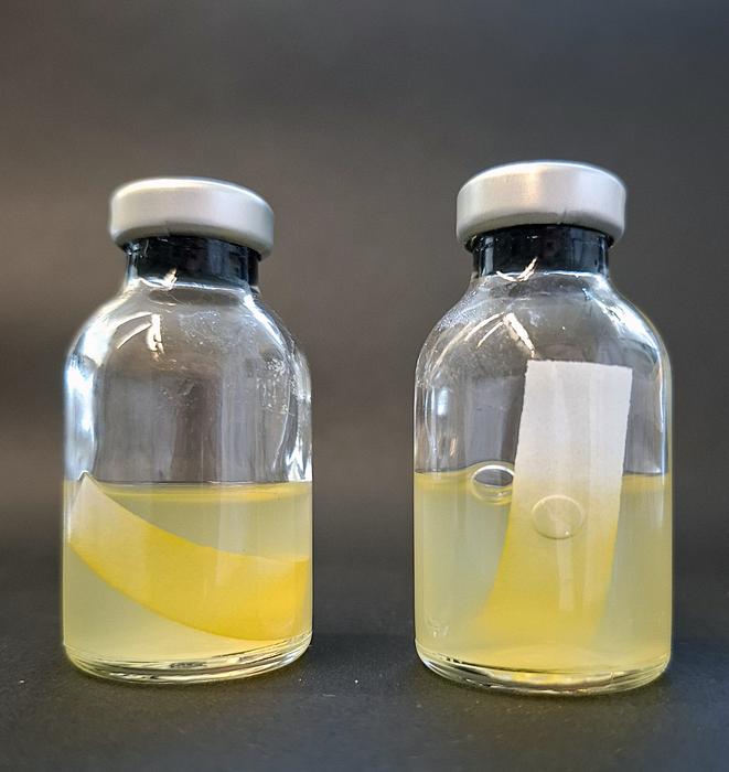 Influence of the pigment YAS on cellulose degradation by the bacterium
