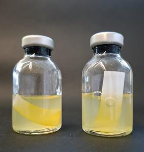 Influence of the pigment YAS on cellulose degradation by the bacterium