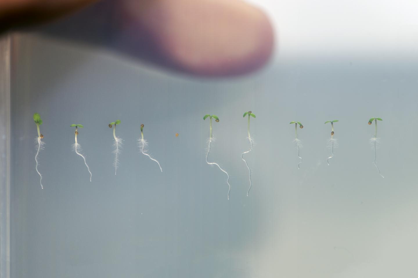 Seedlings of Thale Cress I