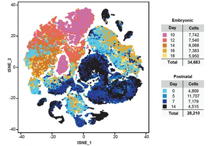 Relationship between Single Cells Isolated from the Mouse Cerebellum