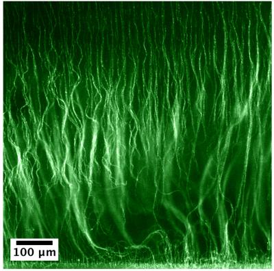 Microscale (1 of 2)